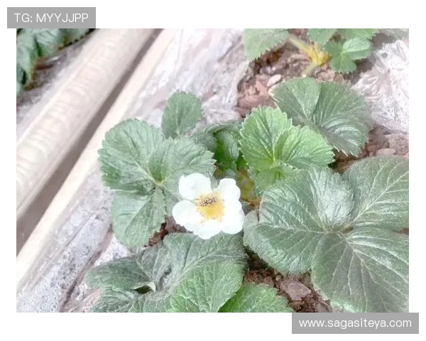 HG体育官方网站最新登录入口全面指南帮助用户轻松进入平台体验优质体育赛事直播